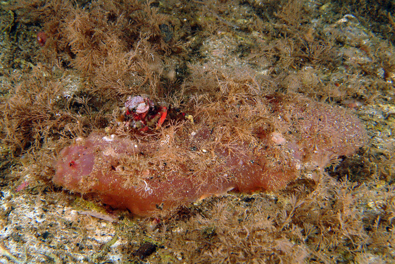 Ascidia virginea